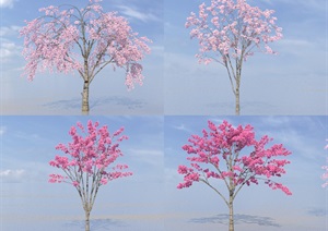 SU(草图大师)代理植物、樱花树模型代理