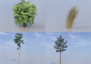 SU(草图大师)代理植物、桦树模型代理