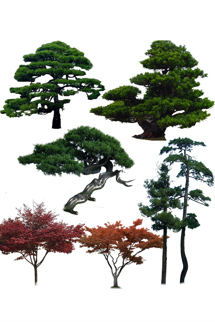 植物素材造型树红枫ps素材(3)