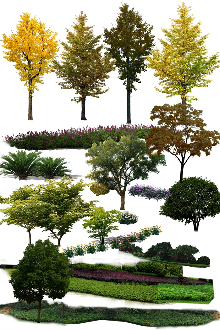 园林景观中各类植物ps素材2(3)