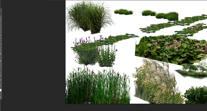 各类水边植物花卉后期制作素材psd(5)