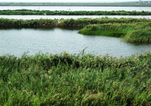 12.塘沽区黄港湿地生态公园总体概念规划方案