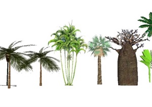 su棕榈类模型素材SketchUpSU(草图大师)植物模型素材