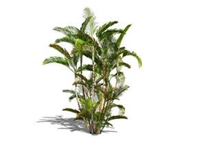 景观植物散尾葵SU(草图大师)模型
