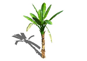 景观植物芭蕉SU(草图大师)模型