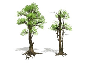 景观植物榕树乔木SU(草图大师)模型