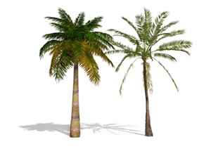 景观植物椰子树乔木SU(草图大师)模型