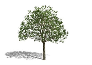 景观树 景观植物 乔木 榕树SU(草图大师)模型