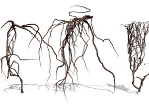 藤蔓枯枝 藤条 景观植物SU(草图大师)模型