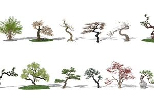 新中式景观树 树 植物SU(草图大师)模型