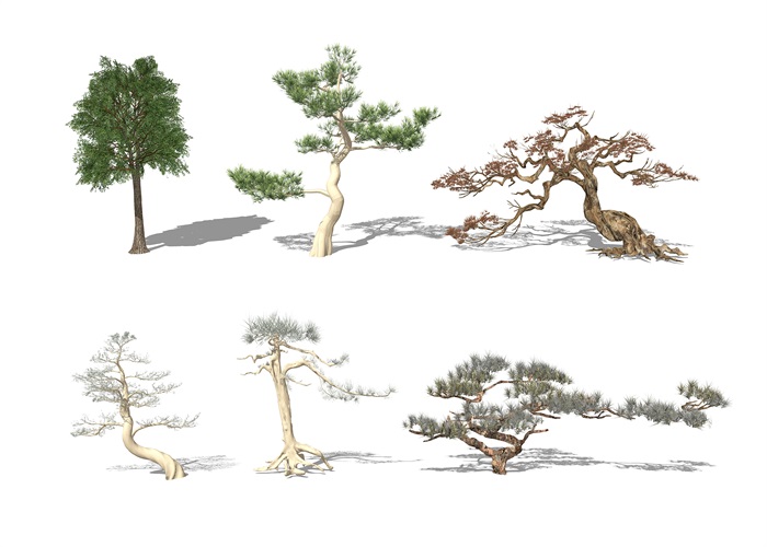 现代景观树 树 植物su模型(3)