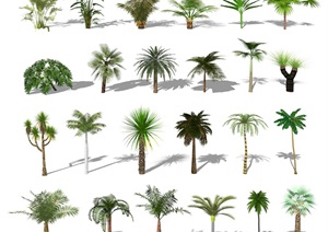 现代植物棕榈树椰子树散尾葵龟背竹旅人蕉SU(草图大师)模型