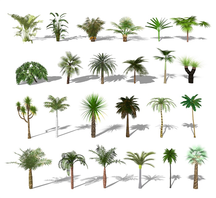 现代植物棕榈树椰子树散尾葵龟背竹旅人蕉SU模型(2)