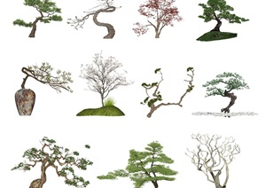 新中式景观树 景观小品 树 植物SU(草图大师)模型