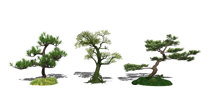 新中式景观树树木榕树树su模型(1)