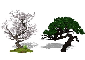 新中式景观树植物树乔木SU(草图大师)模型