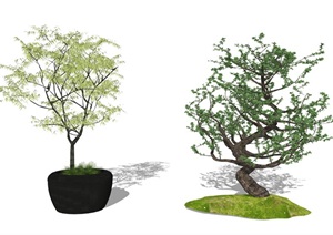 新中式景观树 植物  树 乔木SU(草图大师)模型1