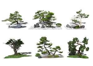 新中式庭院景观小品 景观树 松树SU(草图大师)模型