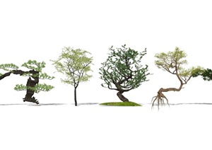 新中式景观树松树乔木罗汉松SU(草图大师)模型