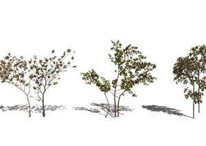 现代植物 枯枝 盆栽 绿植SU(草图大师)模型