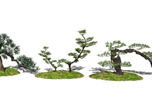 新中式景观小品景观树景观植物松树SU(草图大师)模型