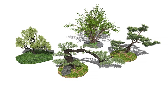 新中式景观树植物乔木松树SU模型(1)