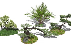 新中式景观树植物乔木松树SU(草图大师)模型