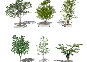 现代 景观树 乔木 树木 植物 景观小品SU(草图大师)模型