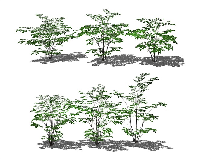 现代植物乔木景观树SU模型(1)