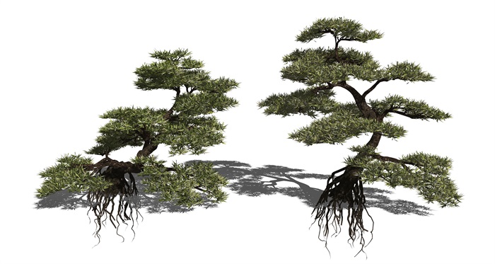新中式景观树松树乔木罗汉松景观植物SU模型(1)