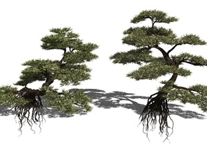 新中式景观树松树乔木罗汉松景观植物SU(草图大师)模型
