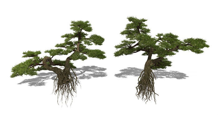 新中式松树景观树罗汉松乔木植物SU模型(1)