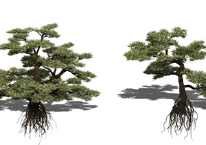 新中式景观树松树罗汉松乔木植物SU(草图大师)模型