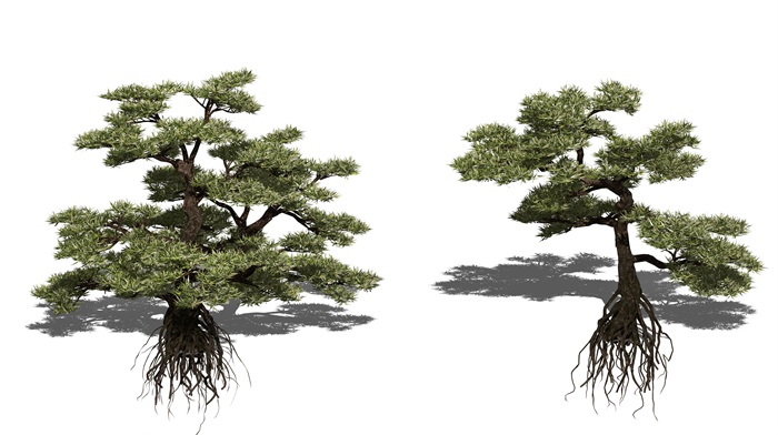 新中式景观树松树罗汉松乔木植物SU模型(3)
